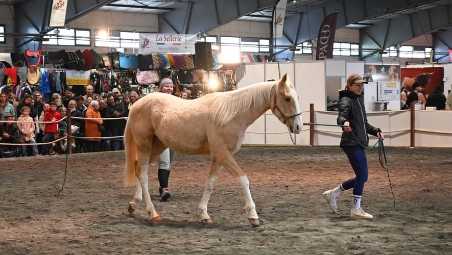 Le Salon du cheval d'Albi triomphe : 22e édition record