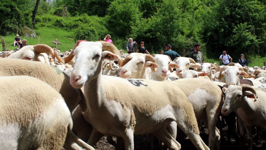 FCO dans les Hautes-Pyrénées : le troupeau français pris en tenaille par le virus et l’État
