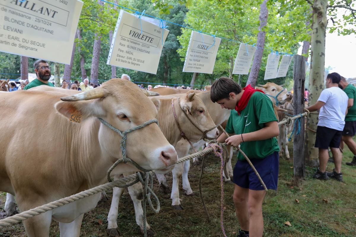 Landes : au comice de Saint-Martin-deSeignanx, la passion de l'élevage se transmet de père en fils